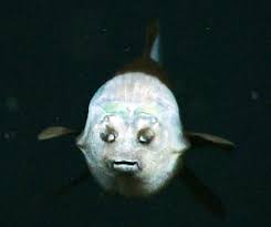 barreleye