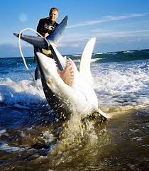 shark fishing pictures
