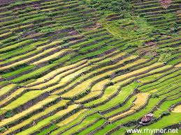 Banaue Rice Terraces
