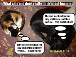 funny cats and dogs