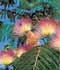 albizia guachapele