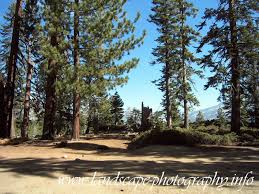 pictures douglas fir trees