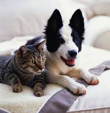 http://t0.gstatic.com/images?q=tbn:4r3URCYMa9x6KM:http://www.freewebs.com/littlekat/dog%2520and%2520cat2.JPG