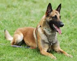 belgian malinois dog