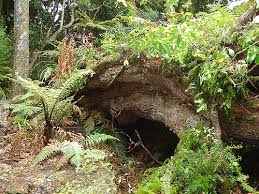 wilderness shelters