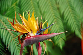 bird of paradise