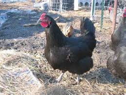 black chicken