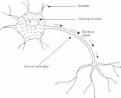 simple anatomy