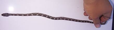 chicken snake photos