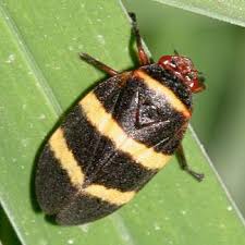 Prosapia simulans