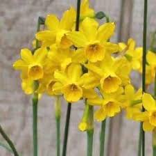 jonquil bulbs