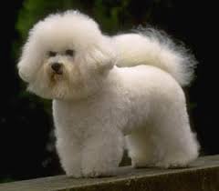 bichon frise pictures