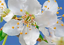 cherry plum