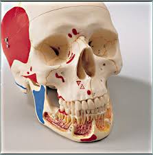 anatomy skull model