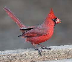 birds cardinal