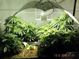 grow marijuana