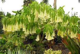 brugmansia tree