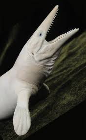 ptychodus