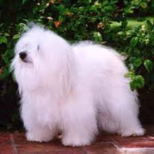 tulear