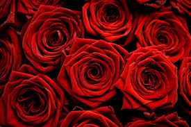 pic red roses