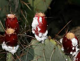 cochineal red