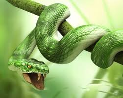 green snake wallpaper