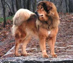 Tibetan Mastiff