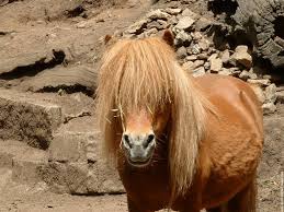 image poney
