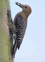 pictures woodpeckers