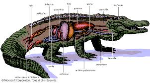 les croco