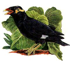 mynah bird
