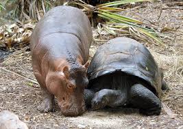 turtle and hippo
