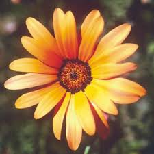 african daisy