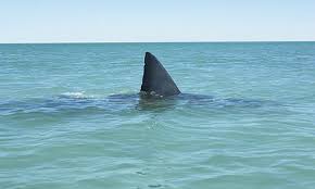 boogie boarding fins