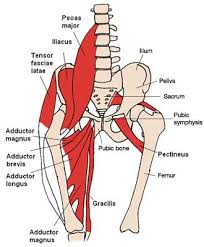 hip adductor muscle