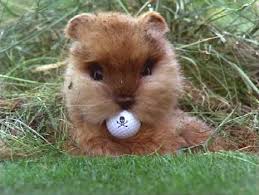 caddyshack gopher picture