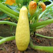 growing squash
