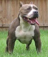 pitt bull tour in brasil