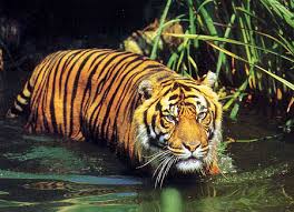 tigre du bengal