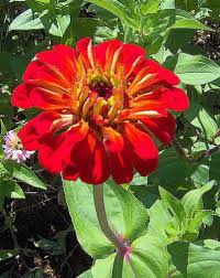 zinnia flower