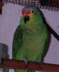 red amazon parrot