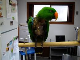 eclectus parrots