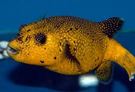 dogface puffer