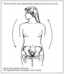 pelvic bone