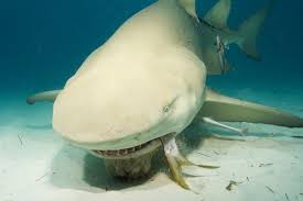 lemon shark