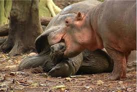 turtle and hippo