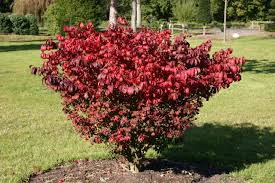 euonymus compactus