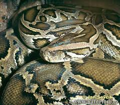 burmese pythons