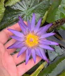 nombres de plantas acuaticas