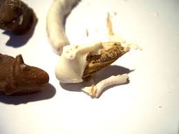 chocolate insects